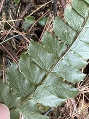 Polystichum nepalense