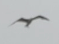 Ichthyaetus audouinii