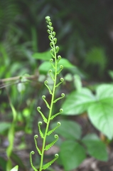 Cyclosorus interruptus