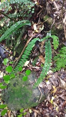 Pellaea rotundifolia