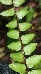 Pellaea rotundifolia