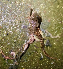 Rana draytonii
