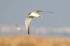 Gelochelidon nilotica