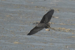 Egretta gularis