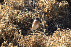 Saxicola rubicola