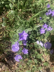 Convolvulus sabatius