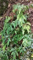 Adiantum cunninghamii