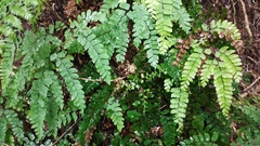 Adiantum cunninghamii
