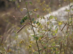Indigofera bungeana