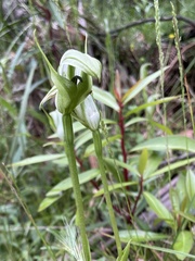 Pterostylis monticola