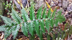 Polystichum neozelandicum neozelandicum
