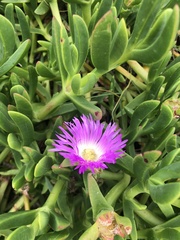 Carpobrotus rossii