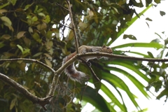 Funambulus tristriatus