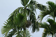 Elanus caeruleus vociferus