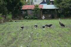 Phasianus colchicus formosanus