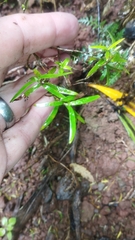 Coprosma linariifolia