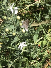 Theclinesthes serpentata