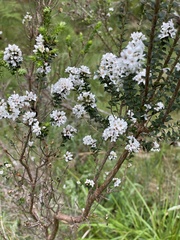 Epacris breviflora