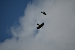 Zanda funerea whiteae