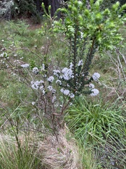 Epacris breviflora
