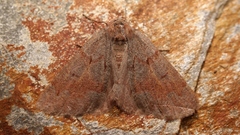 Adalbertia castiliaria