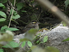 Emberiza chrysophrys