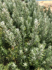 Olearia axillaris