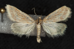 Microtheoris ophionalis