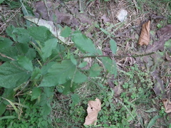 Achyranthes bidentata