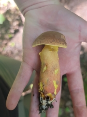 Lanmaoa