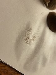 Psilocybe pelliculosa