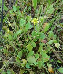 Halerpestes sarmentosa