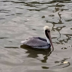Pelecanus occidentalis