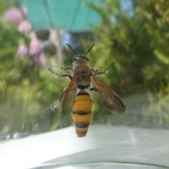 Radumeris tasmaniensis