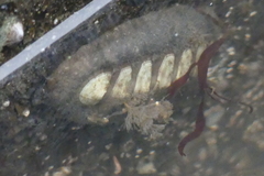 Bugulidae