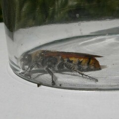 Radumeris tasmaniensis