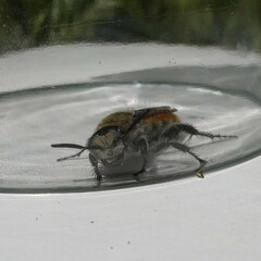 Radumeris tasmaniensis