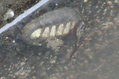 Bugulidae