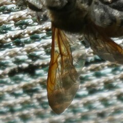 Radumeris tasmaniensis