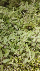 Urtica ferox