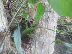 Catasetum integerrimum