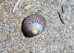 Chlorodiloma adelaidae