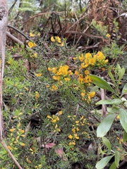 Pultenaea juniperina