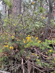 Pultenaea juniperina