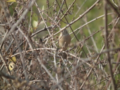 Emberiza cioides