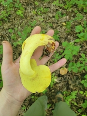 Lanmaoa