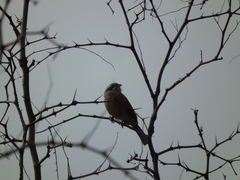 Emberiza cioides
