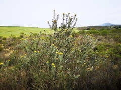 Leucospermum rodolentum