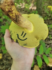 Lanmaoa