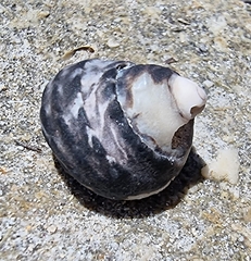 Austrocochlea constricta